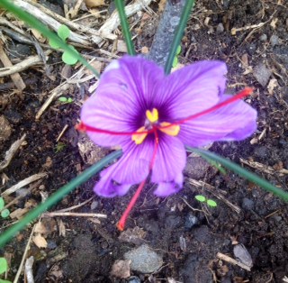 Saffron in Bloom